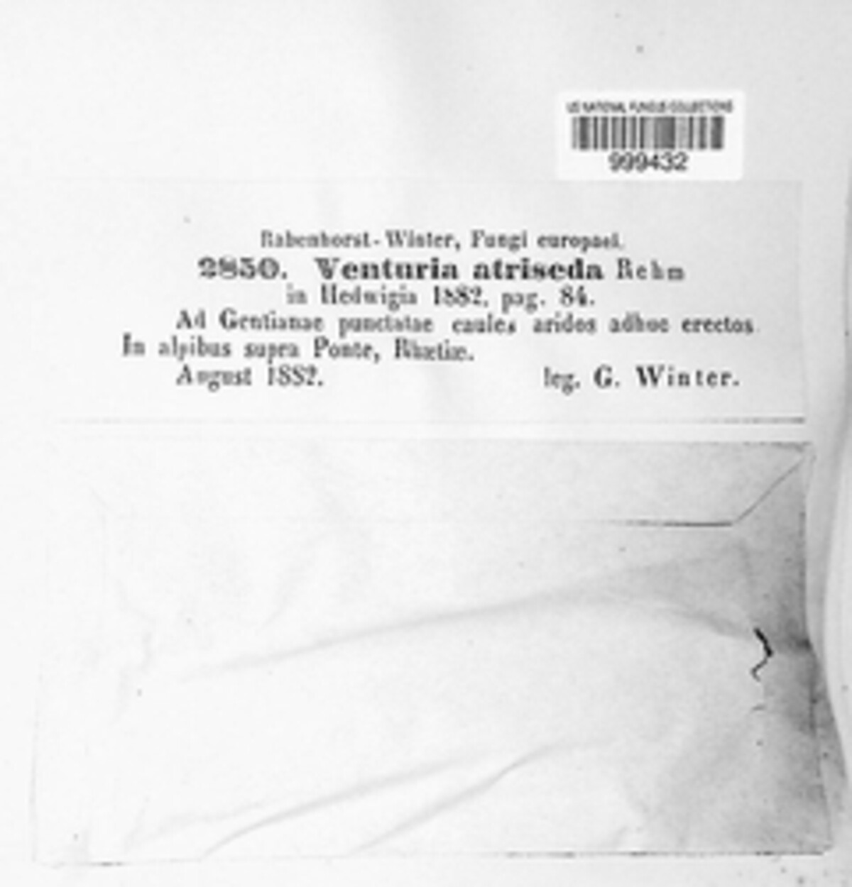 Venturia atriseda image